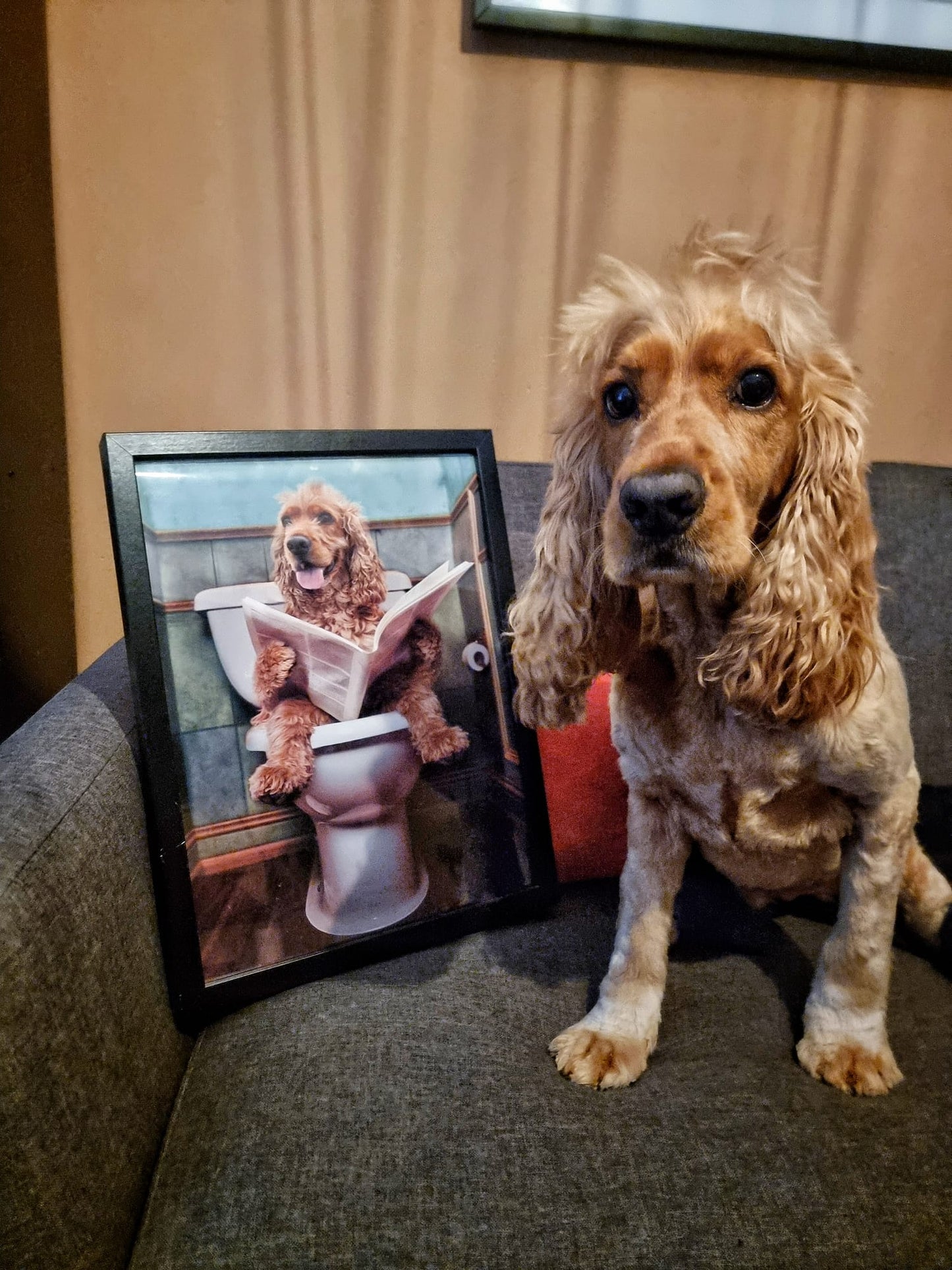 Blonde Cockapoo / Spaniel